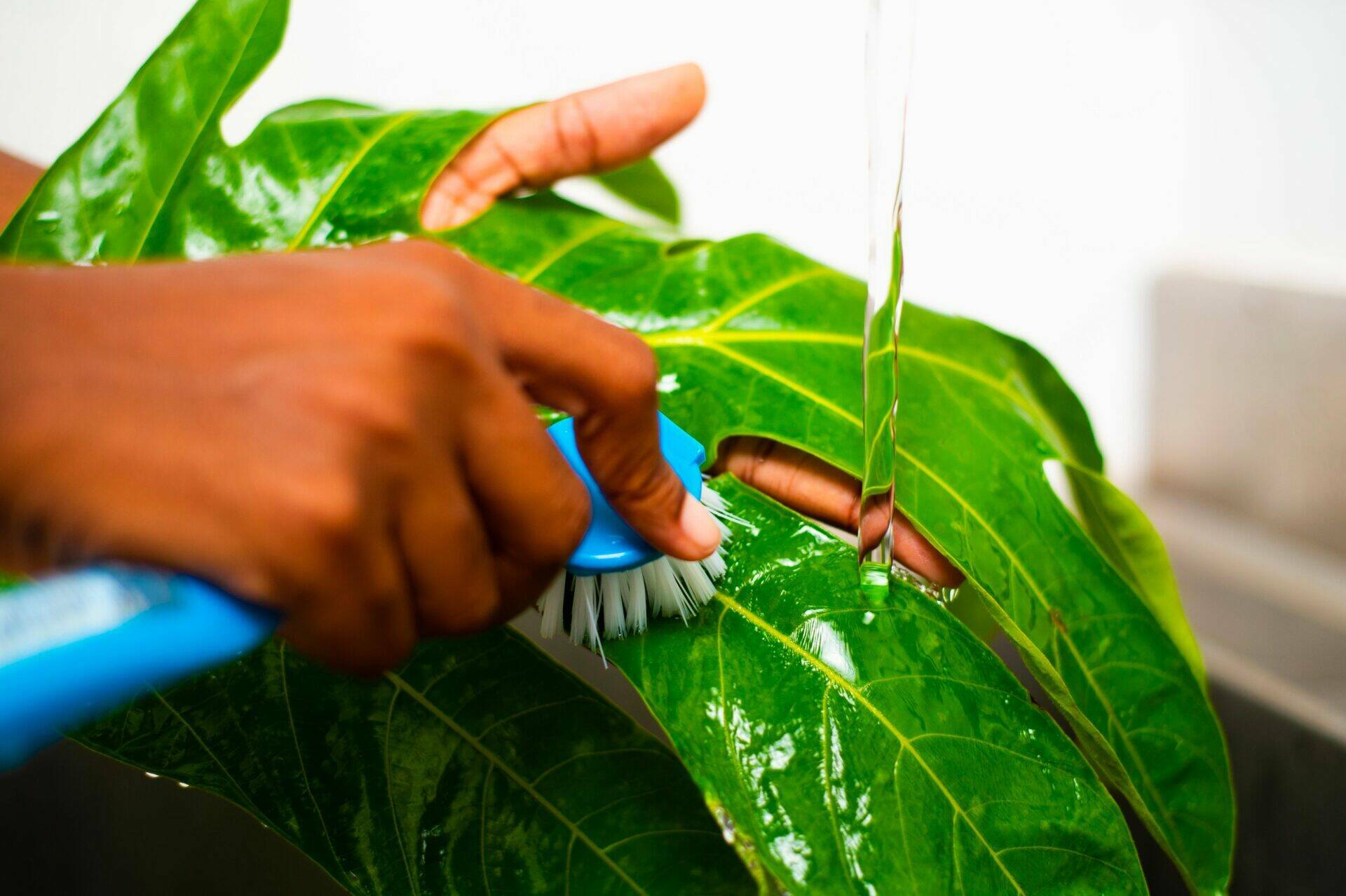 Nettoyage d'une feuille de fruit à pain sous un filet d'eau