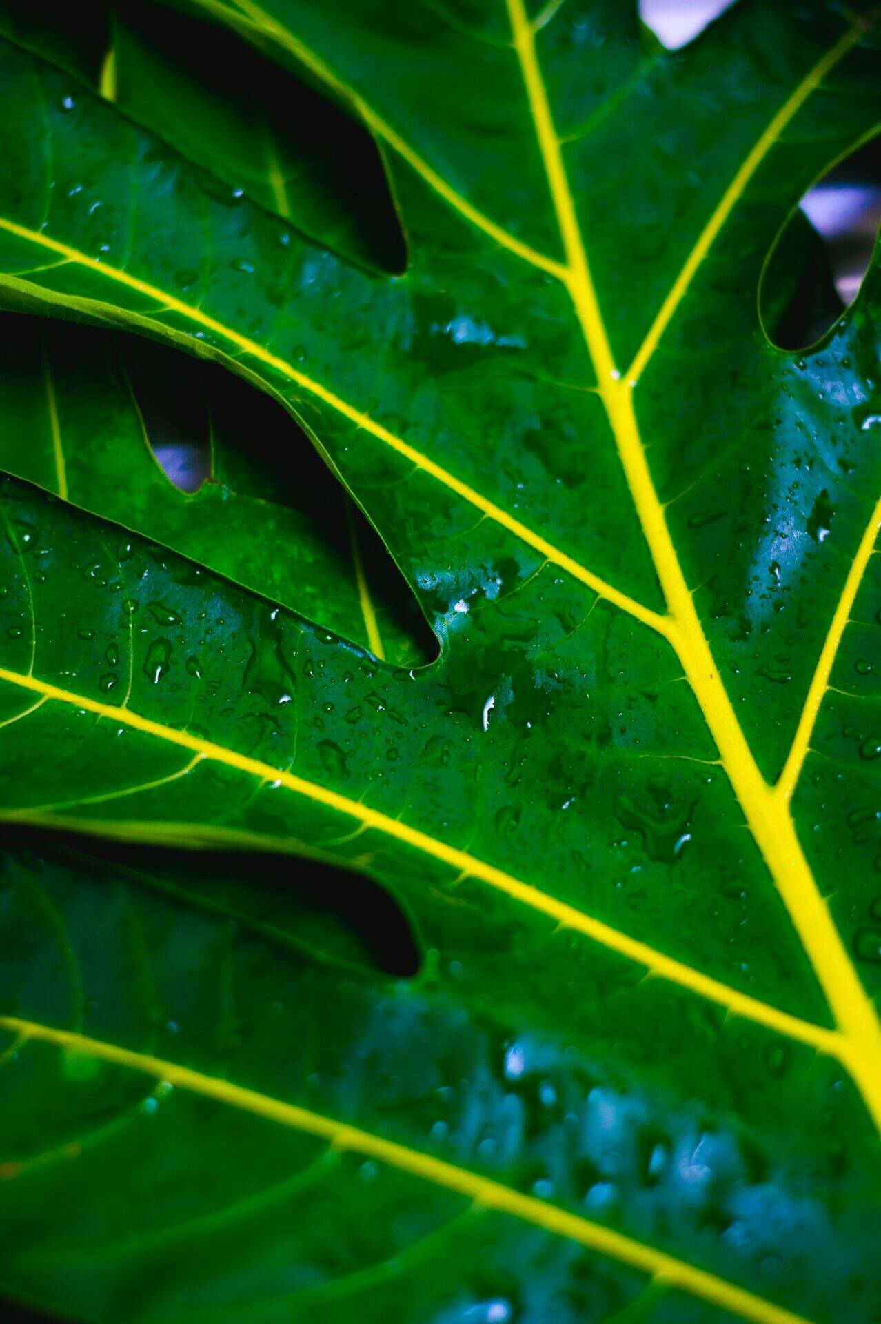 Feuille de fruit à pain nettoyée légèrement mouillée