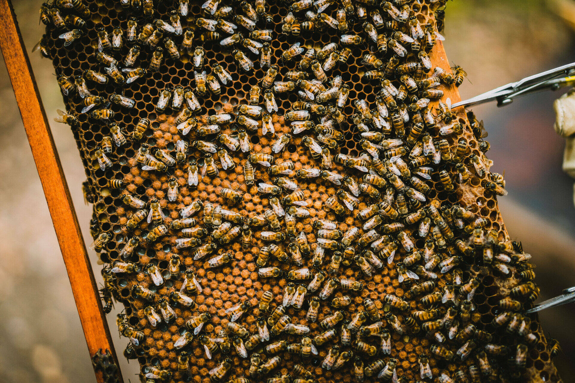 Centaine d'abeilles posées sur un cadre de la ruche