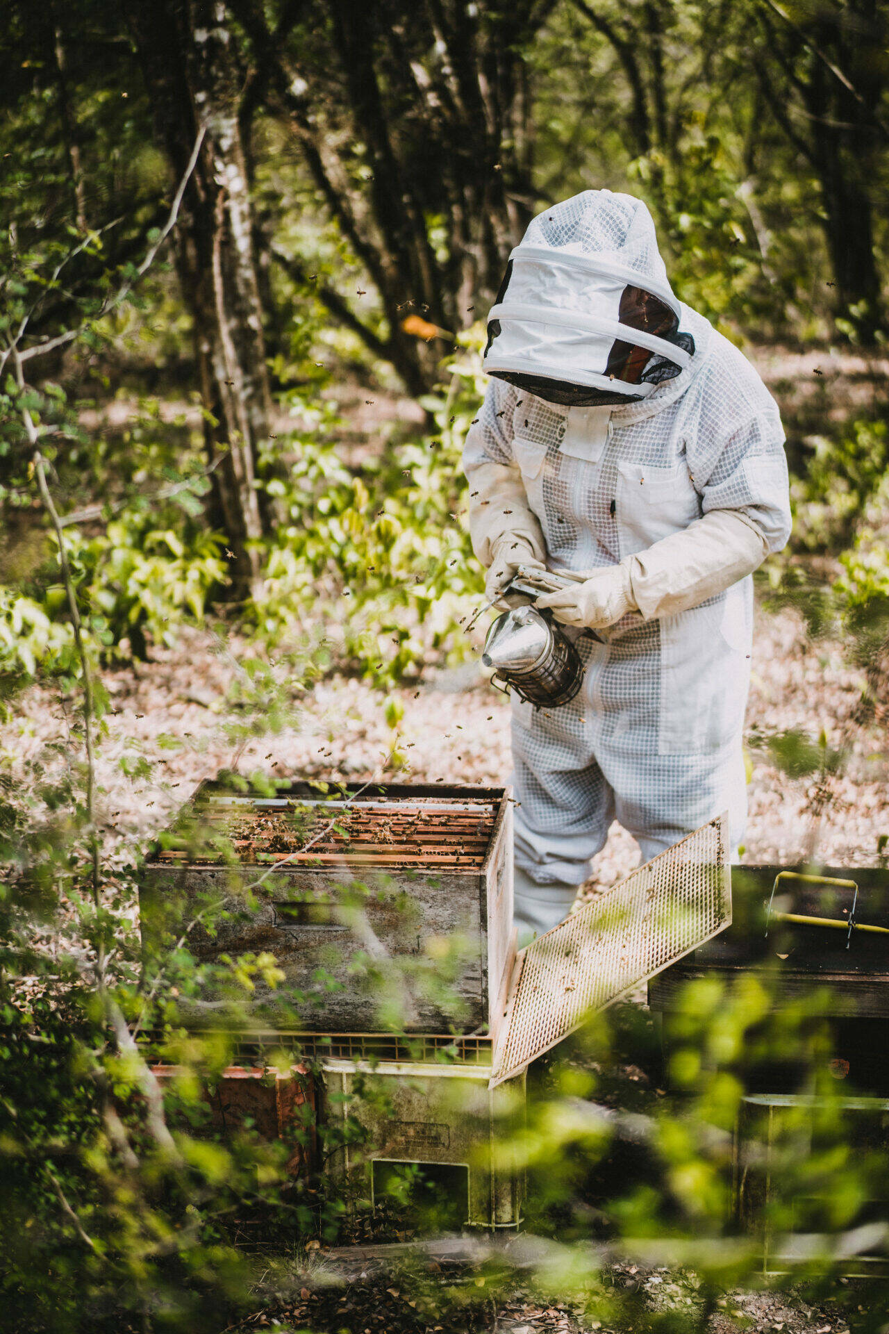 Angélique enfumant les abeilles