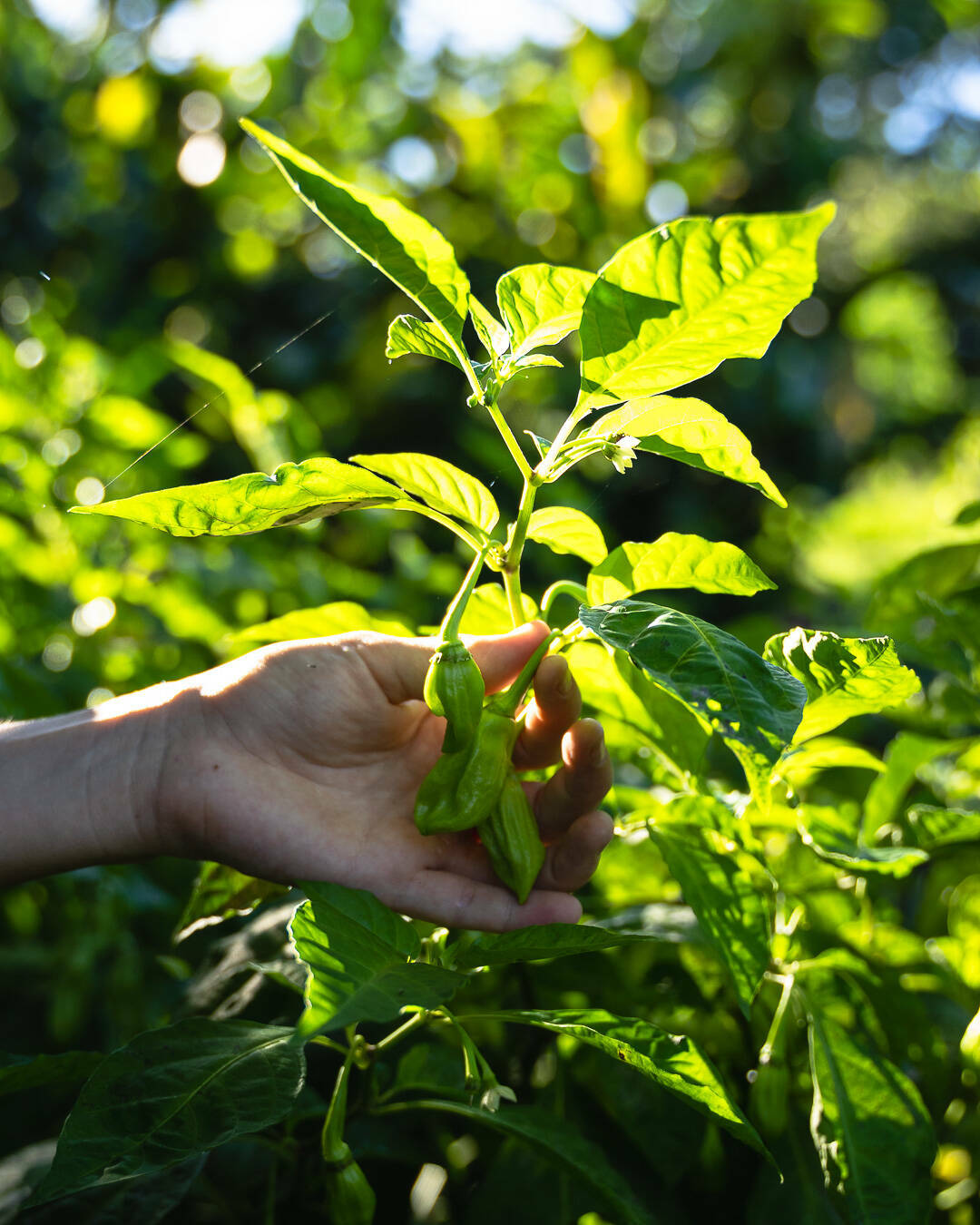 Delphine montrant deux piments végétariens dans l'arbustre