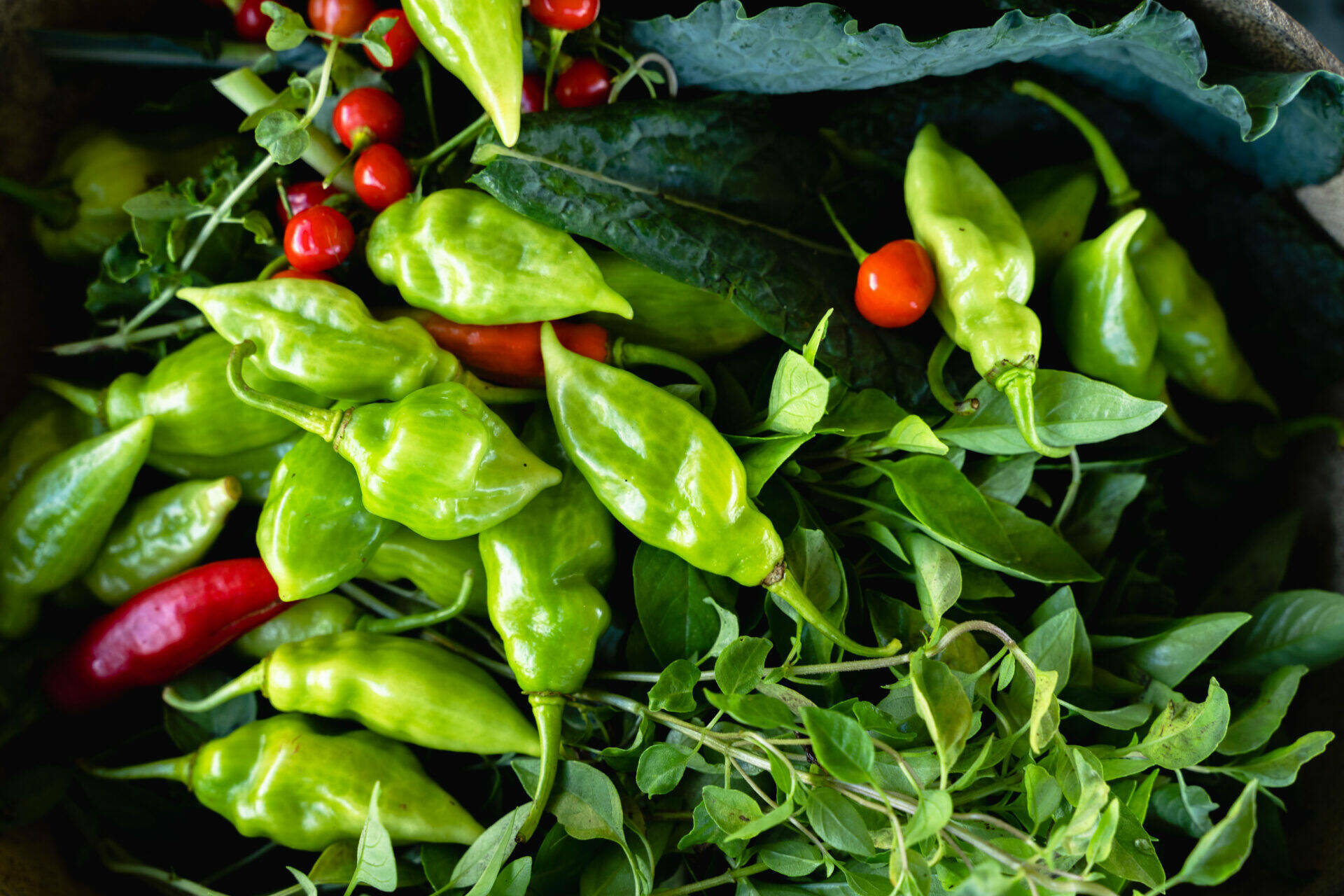 Assortiments de la cueillette : piment végétarien, piment cerise et autres herbes aromatiques
