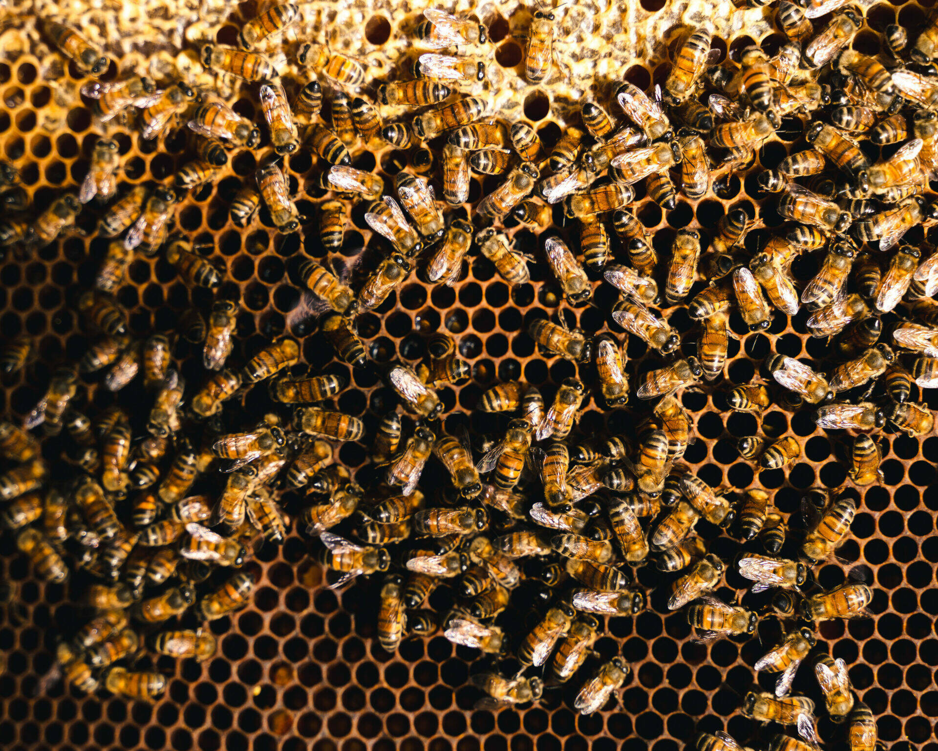 Abeilles posées sur le cadre de la ruche