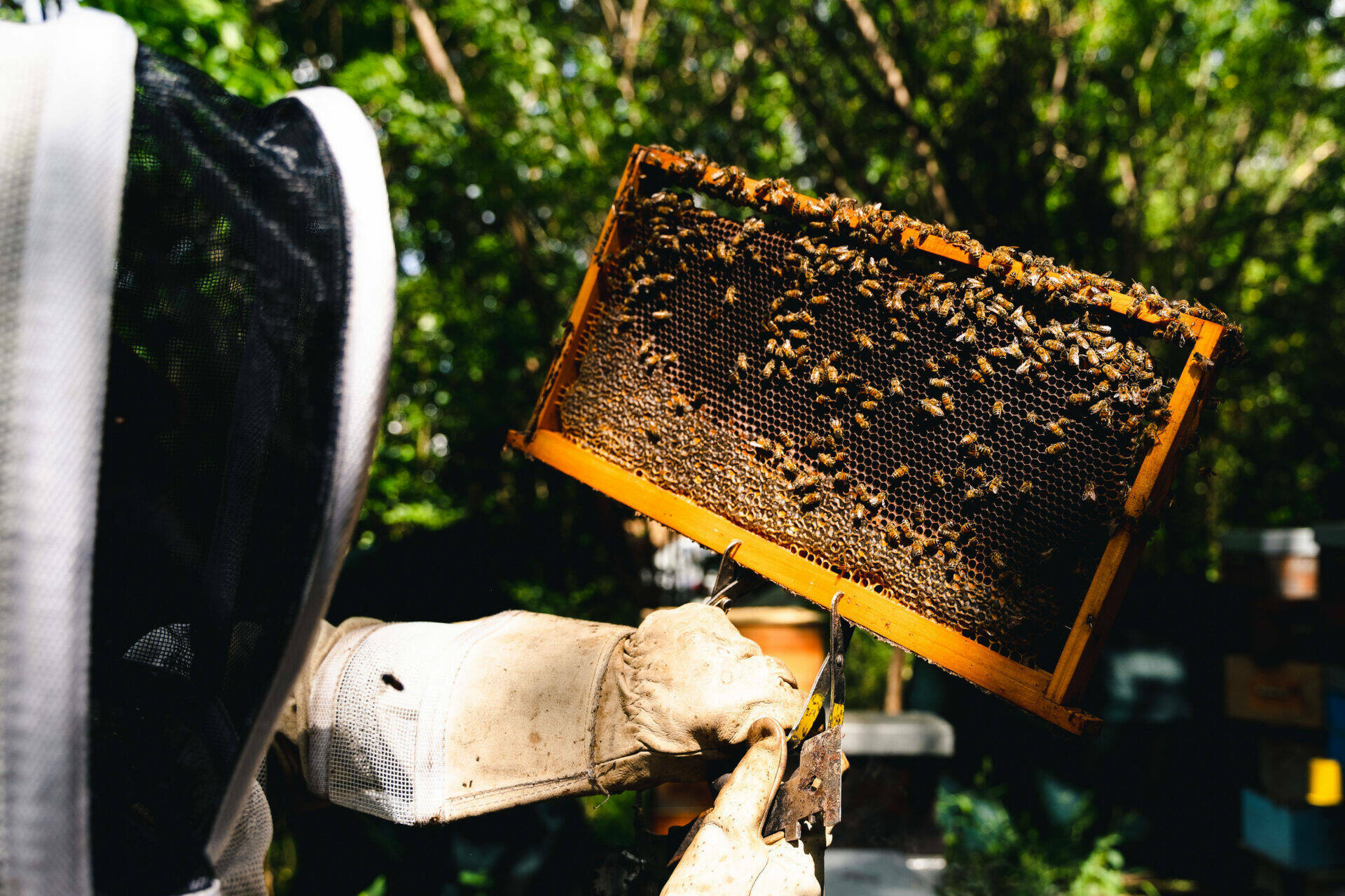Karl dans une tenue d'apiculteur travaillant sur une ruche