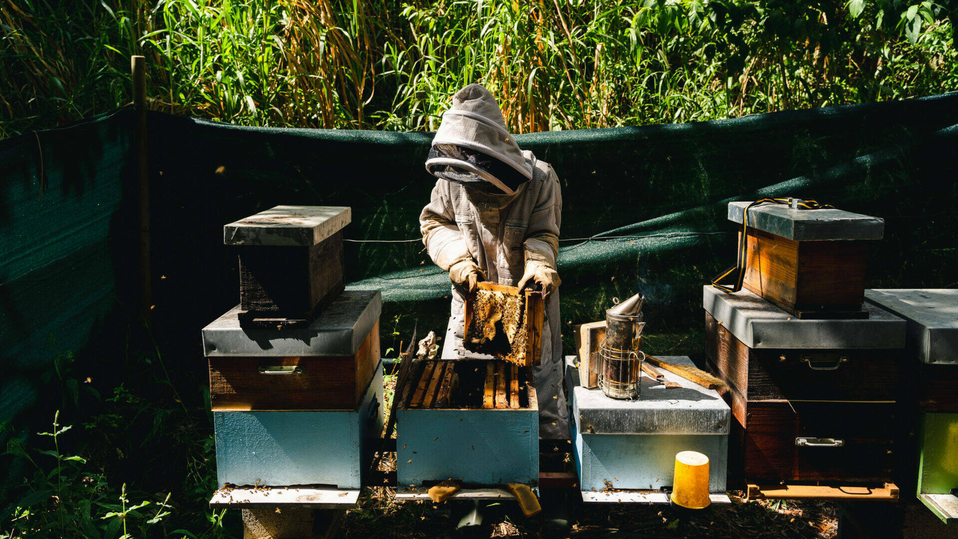 Karl dans une tenue d'apiculteur travaillant sur une ruche