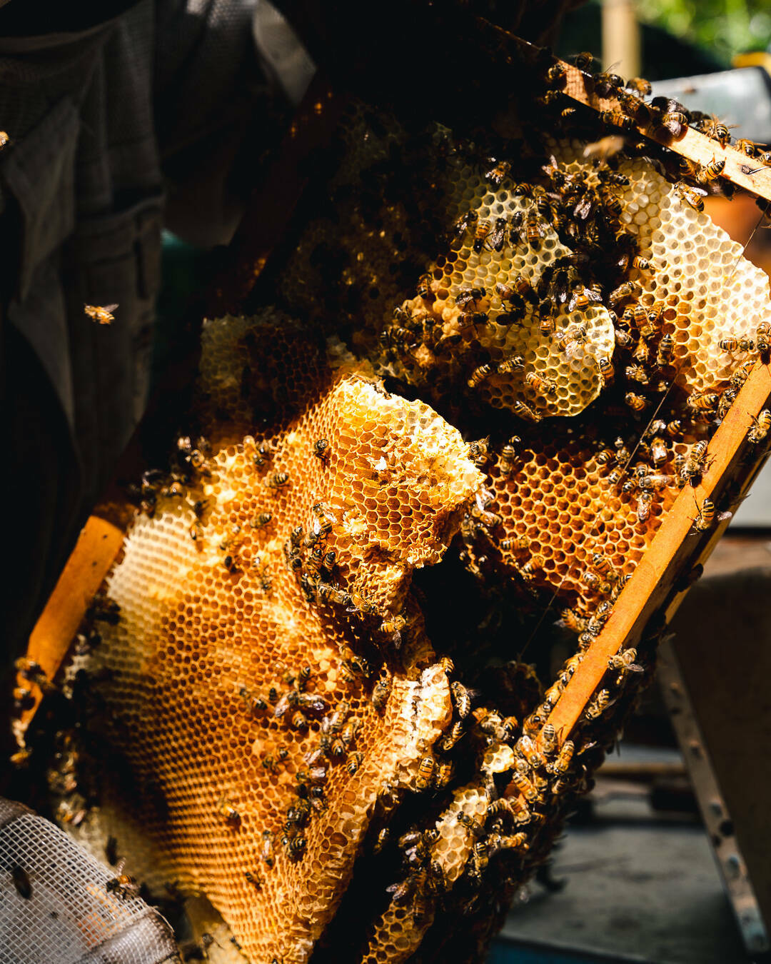 Cadre d'une ruche avec des abeilles et de la cire d'abeille