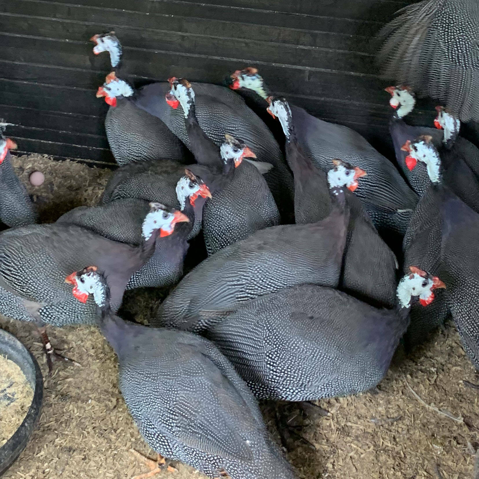 Pintades de chair dans leur enclos