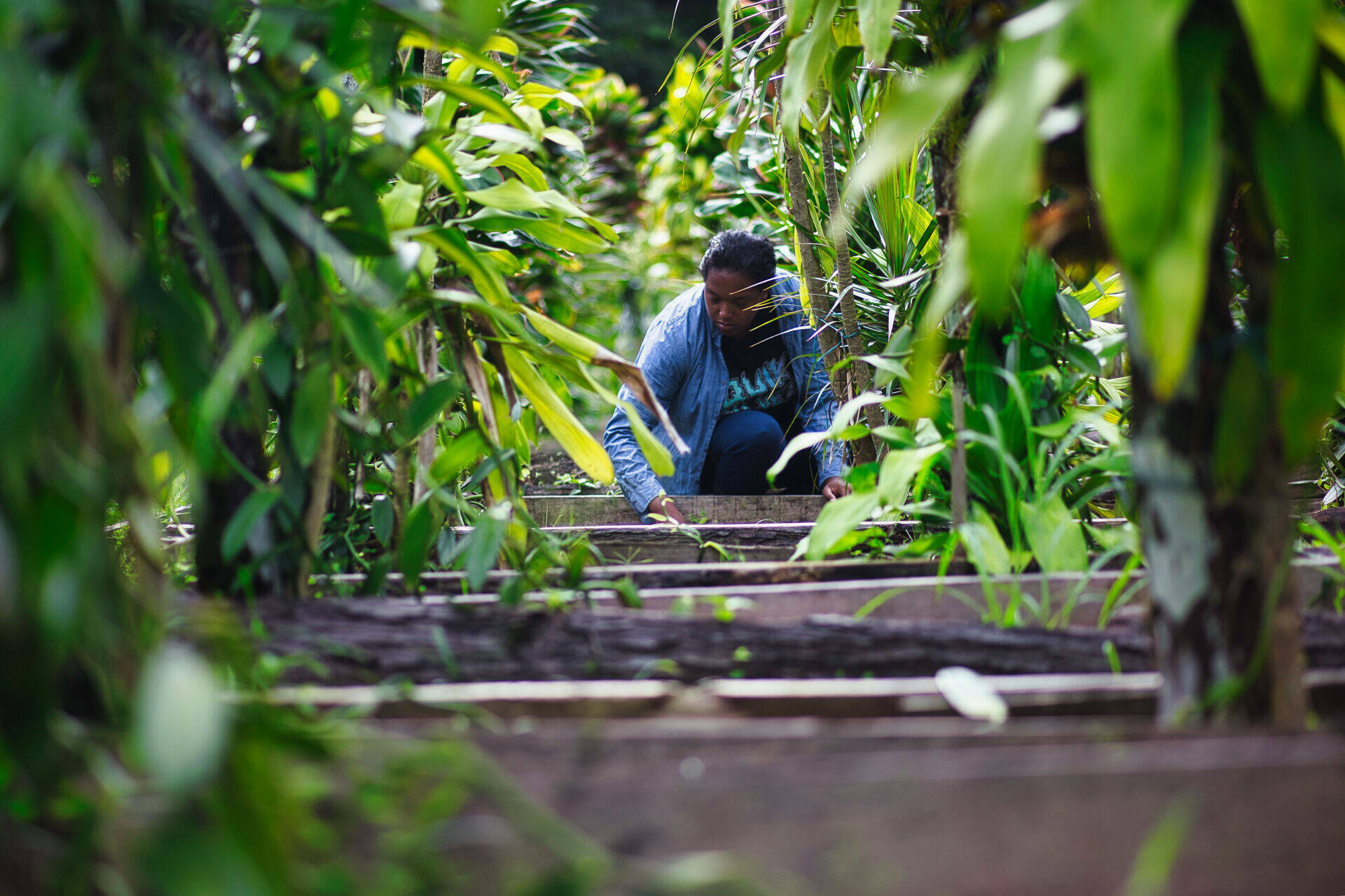 Anaïs travaillant dans le champ de vanilles