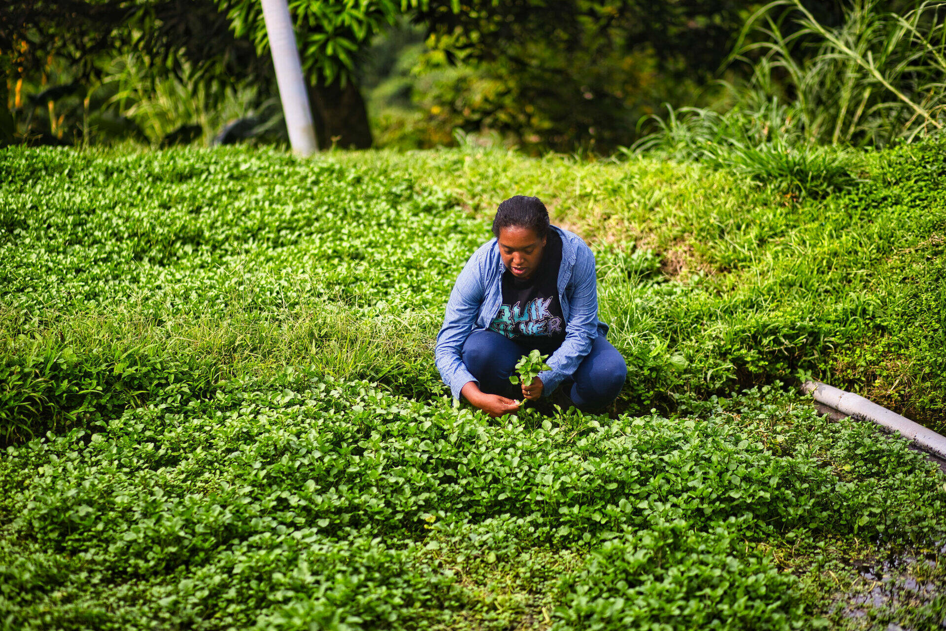 Anaïs dans le champ de Cresson d'eau