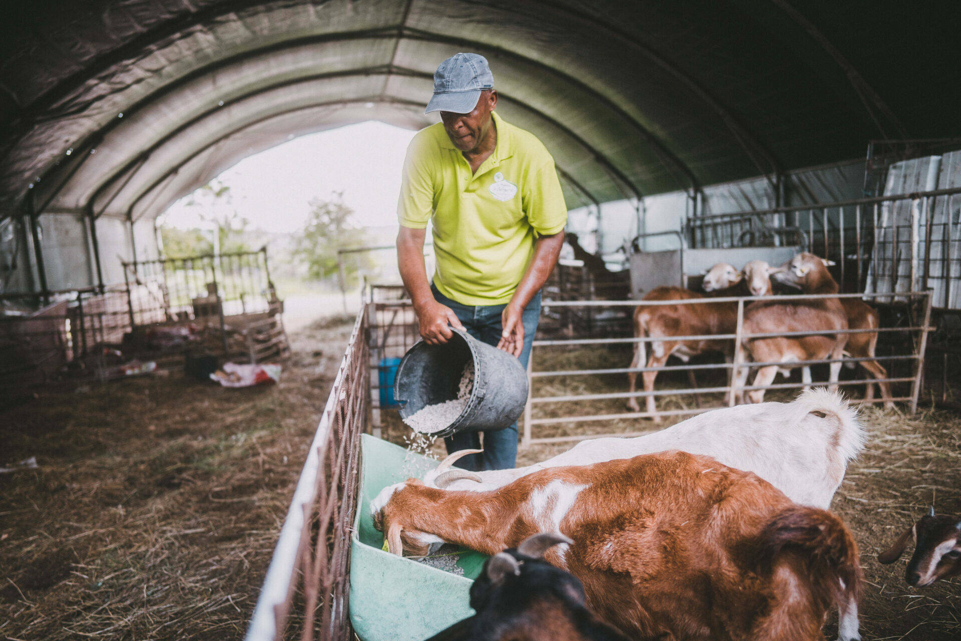 Claude nourrissant les moutons