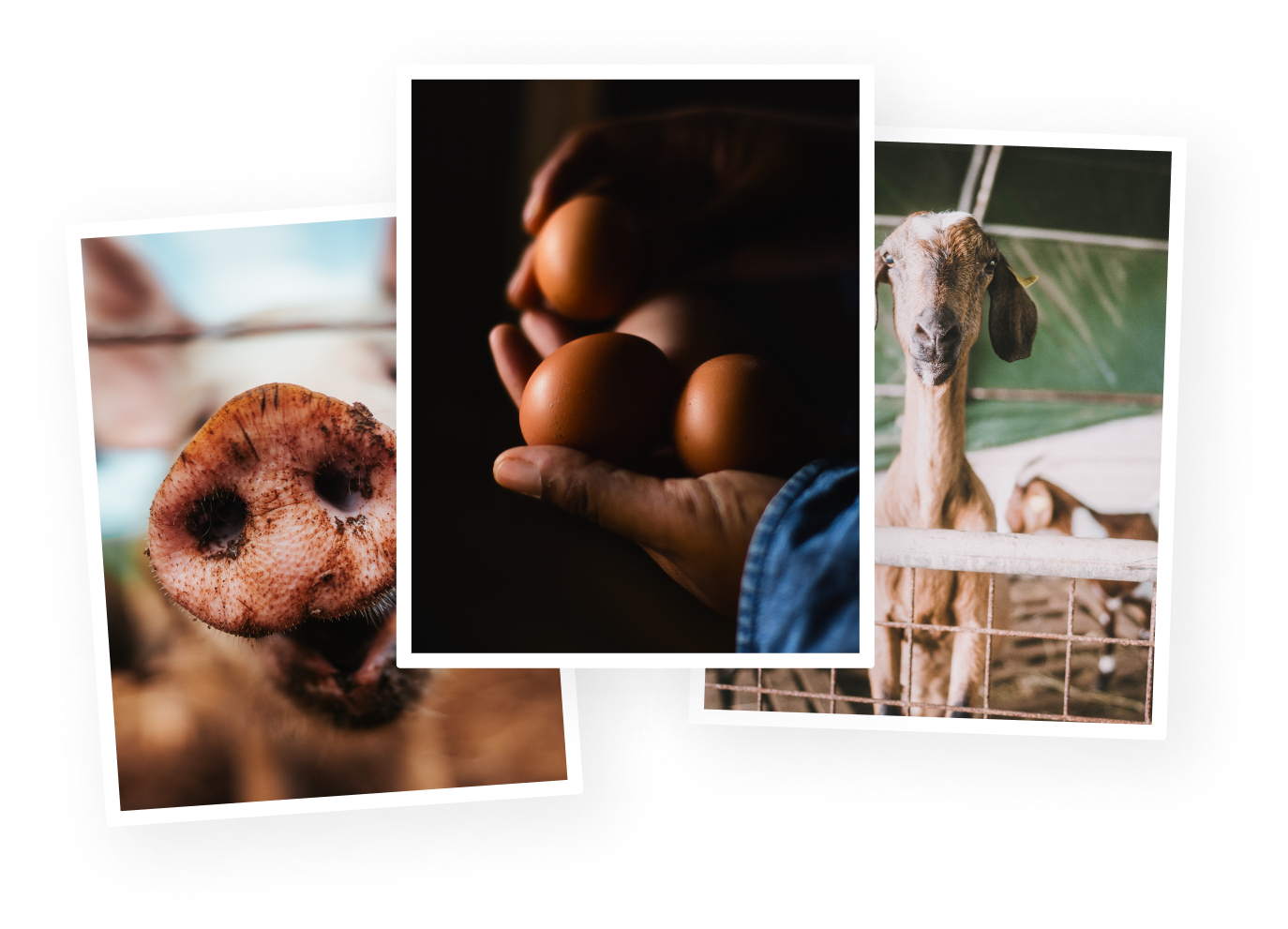 Ensemble d'images de produits locaux