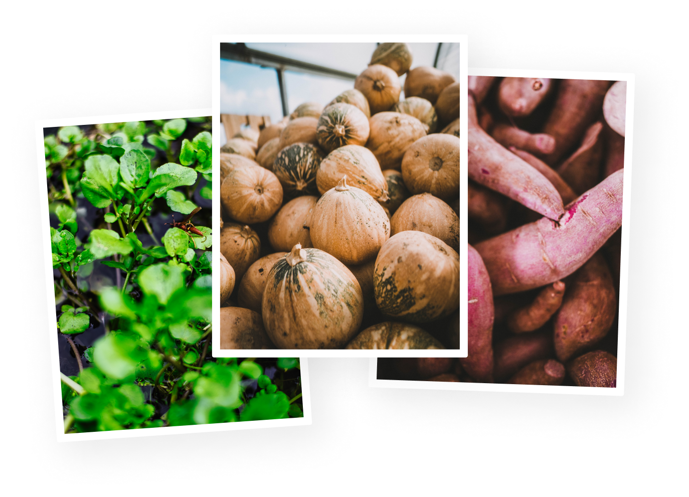 Ensemble d'images de produits locaux