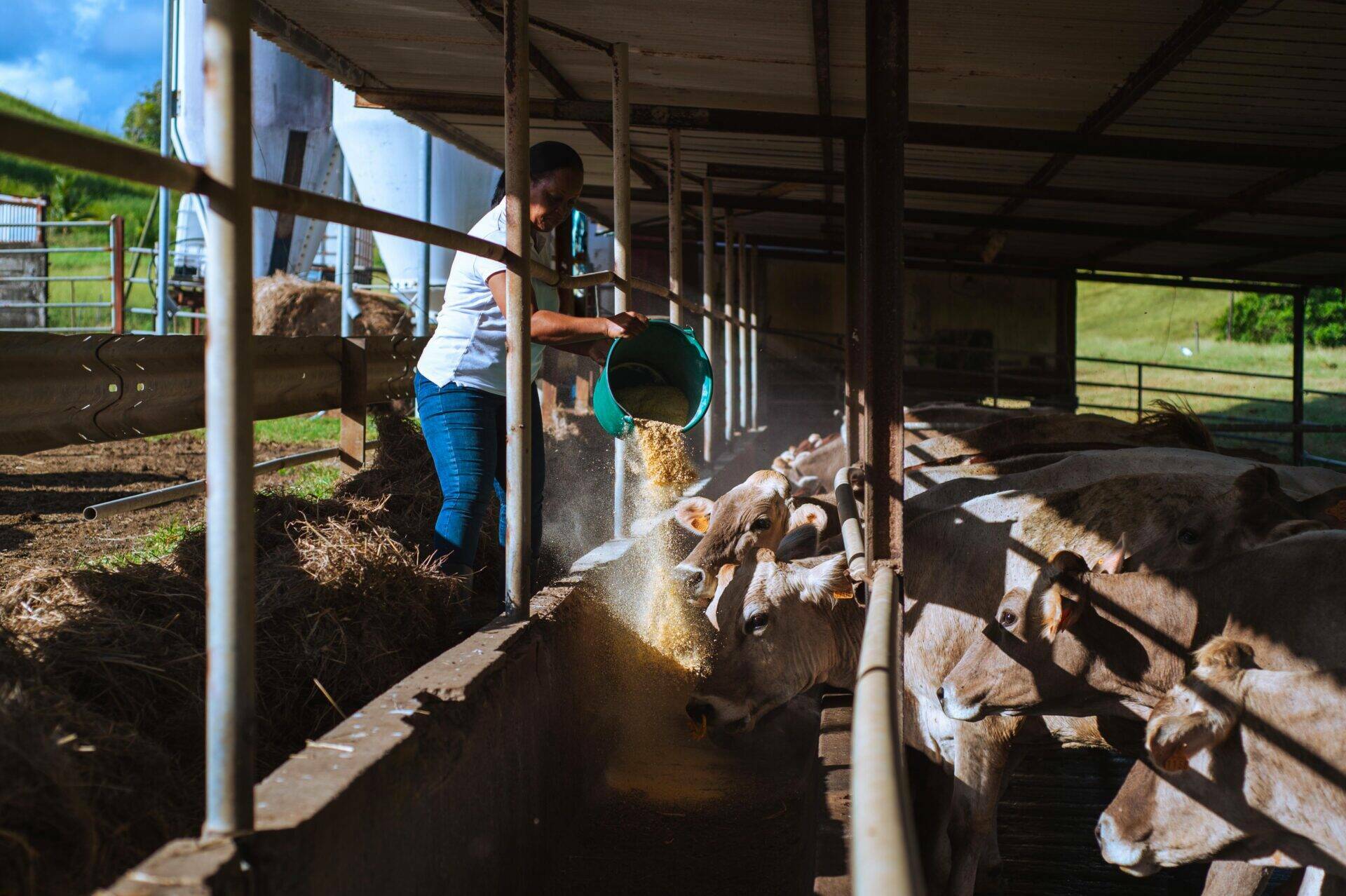 Line nourrit les vaches