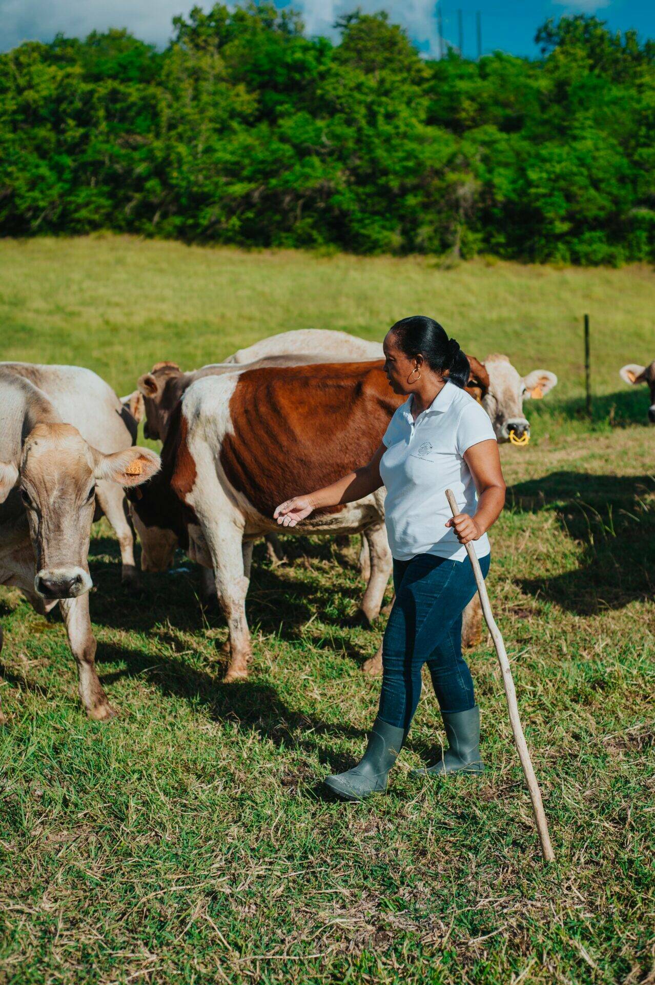 Line dans le champ au milieu du troupeau