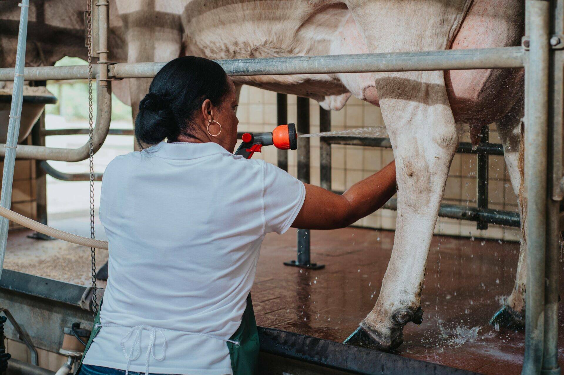Line en train de préparer une vache pour la traite