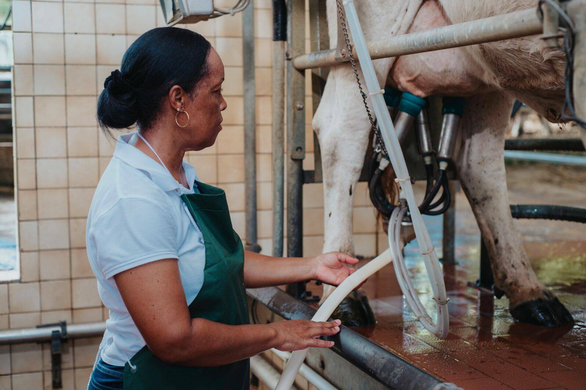 Line en train de traire une vache