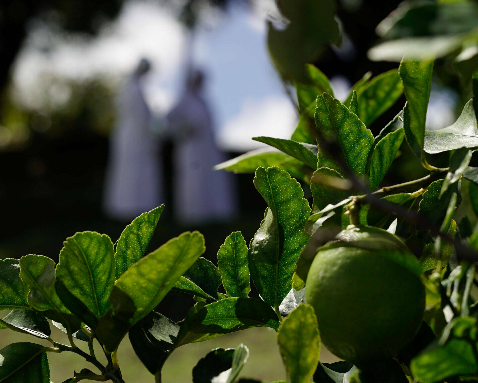 Verger : citron vert