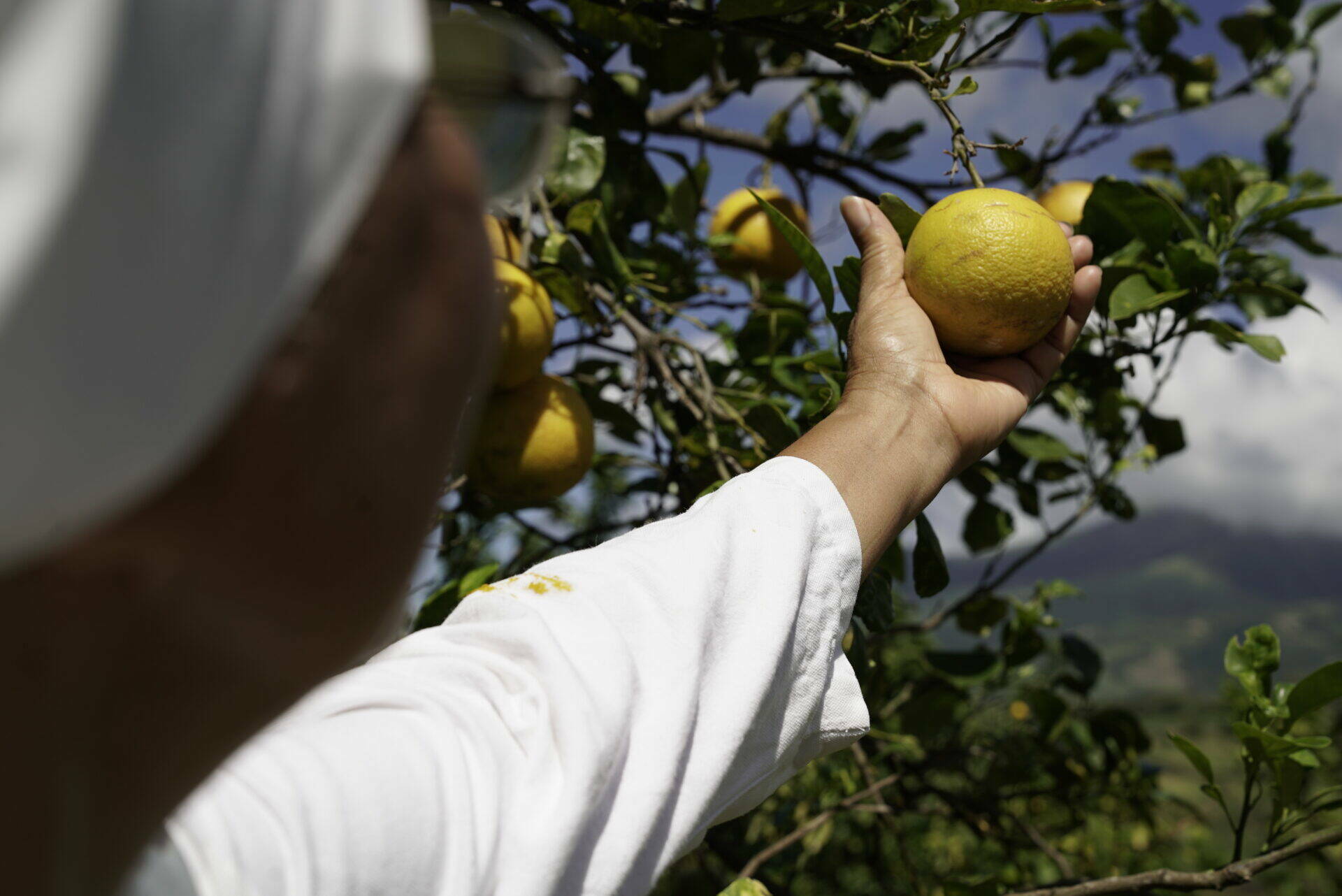 Verger : orange amère