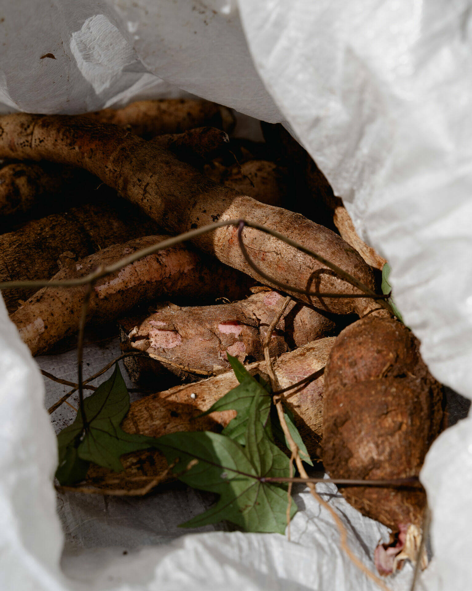 Manioc sorti de terre