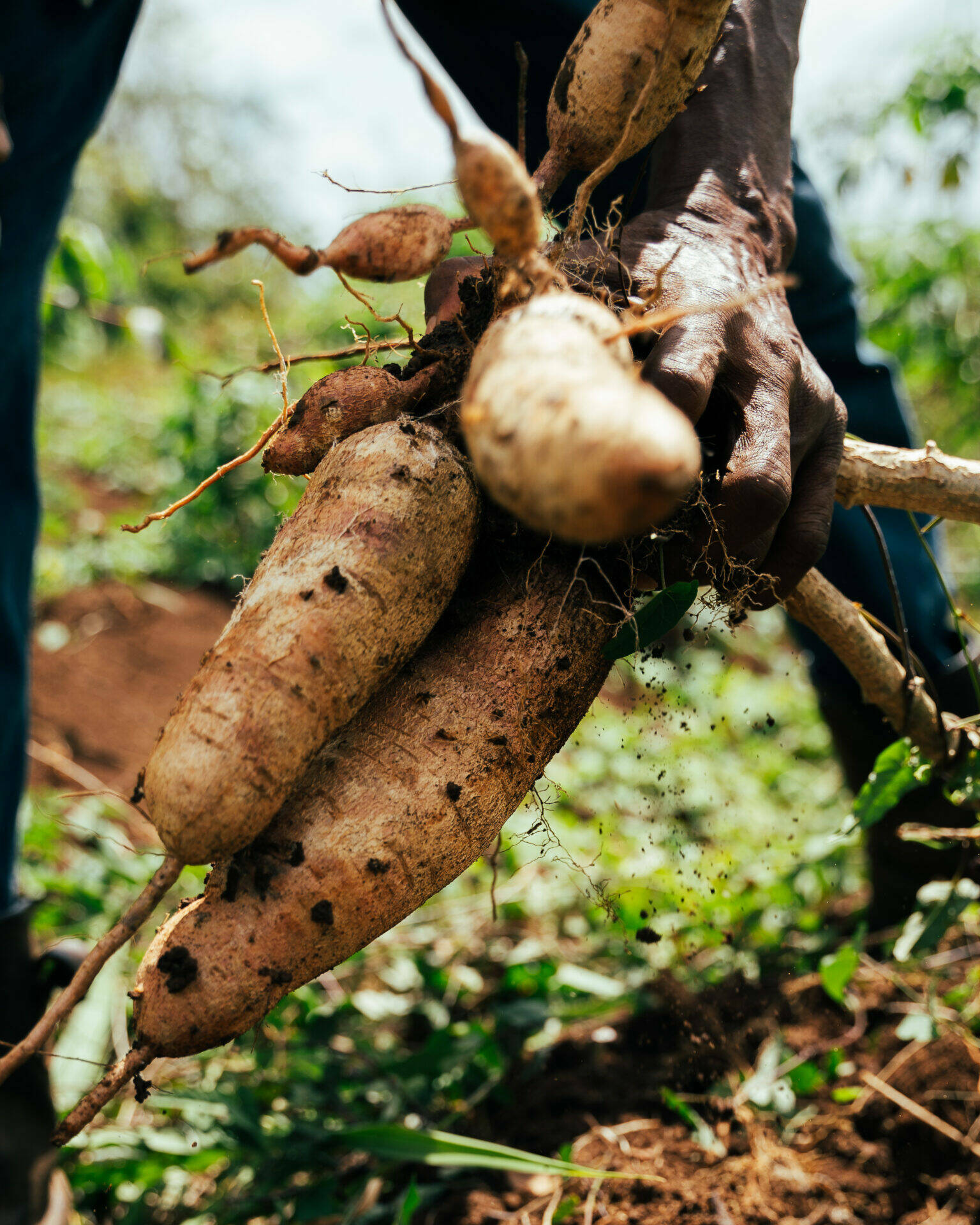 Manioc sorti de terre