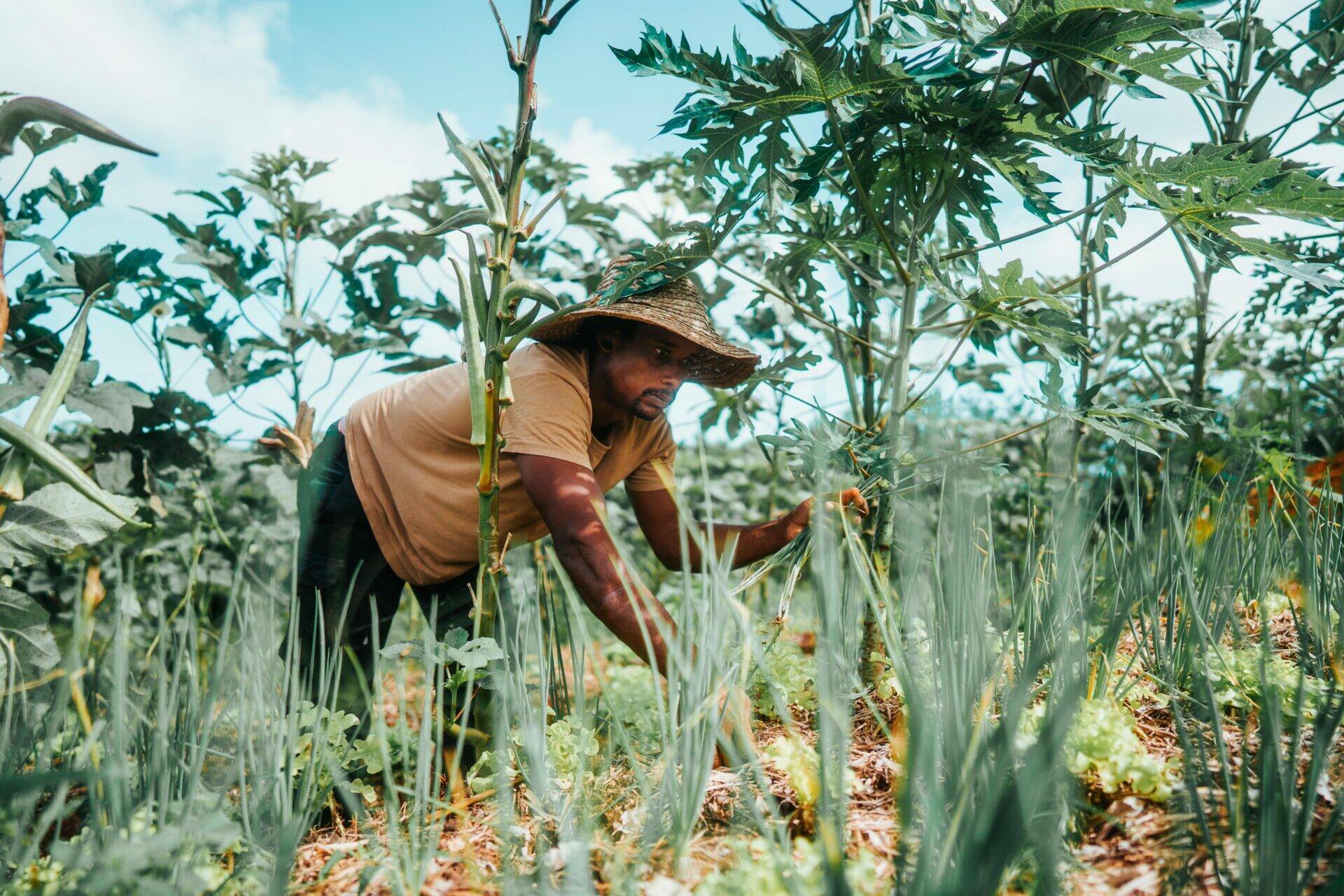 Renaud au travail dans le champ d'oignon péyi (cive)