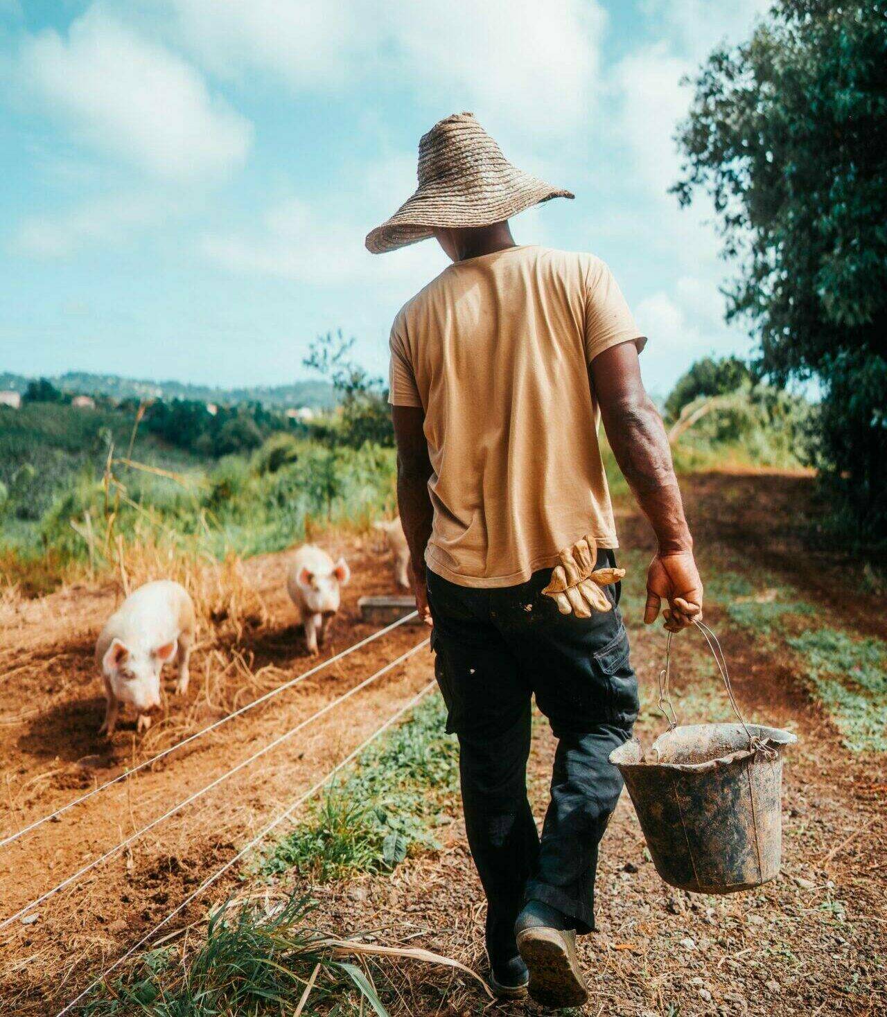 Renaud dans le parc des porcs