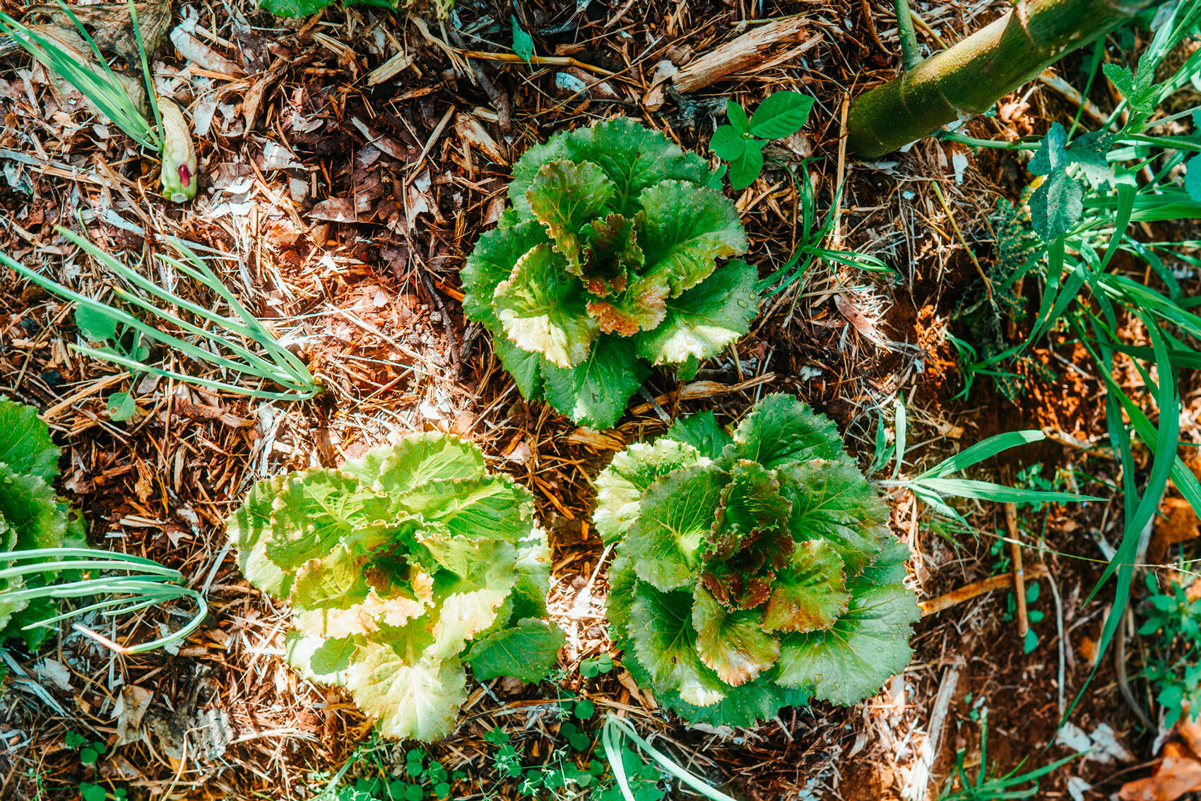 Laitues dans le champ