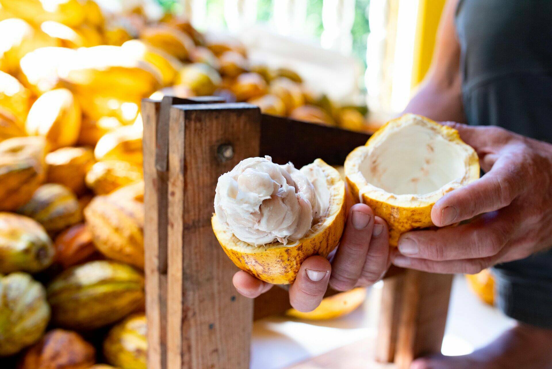 Cabosse de cacao ouverte