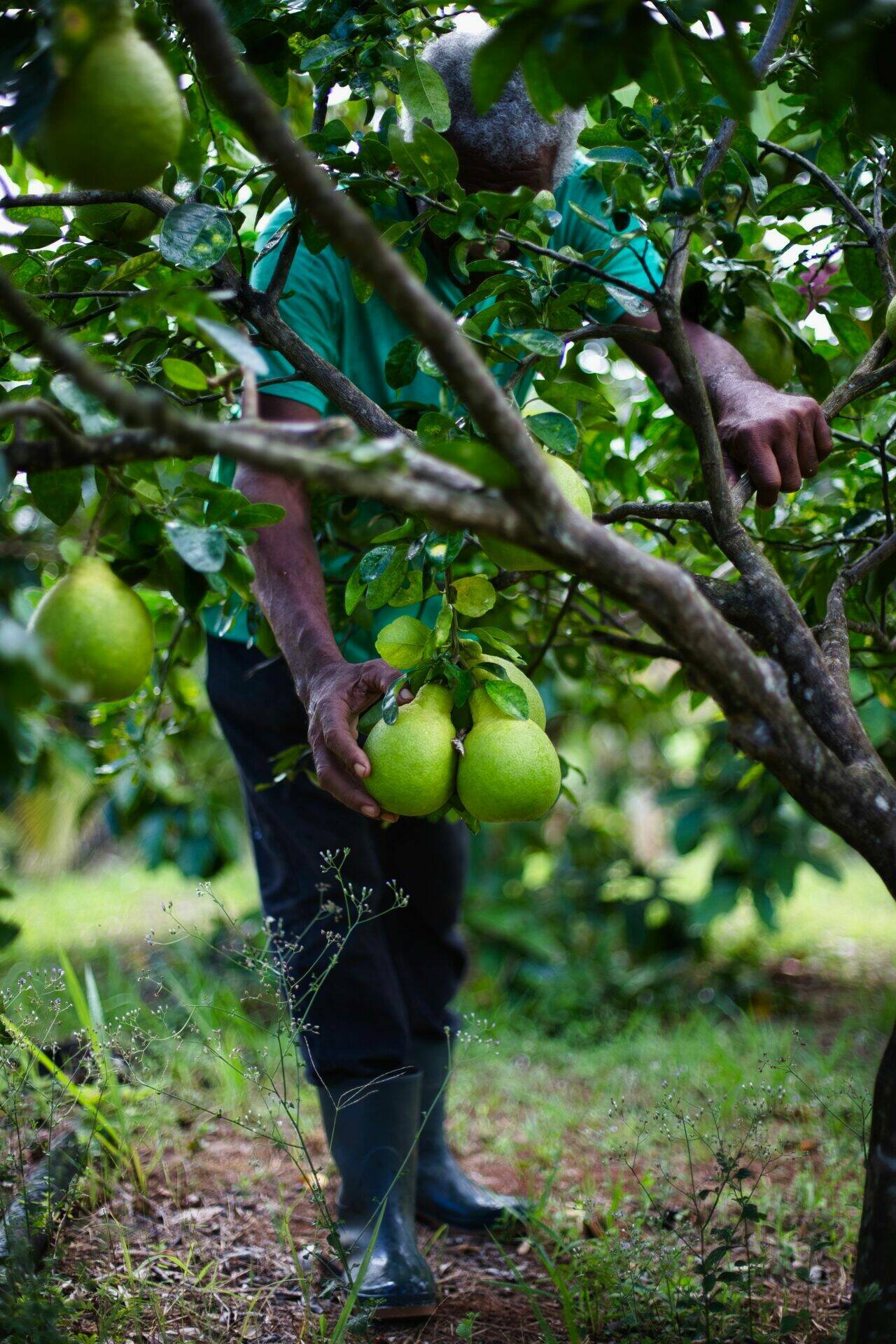 Abdoul près d'un arbre fruitier