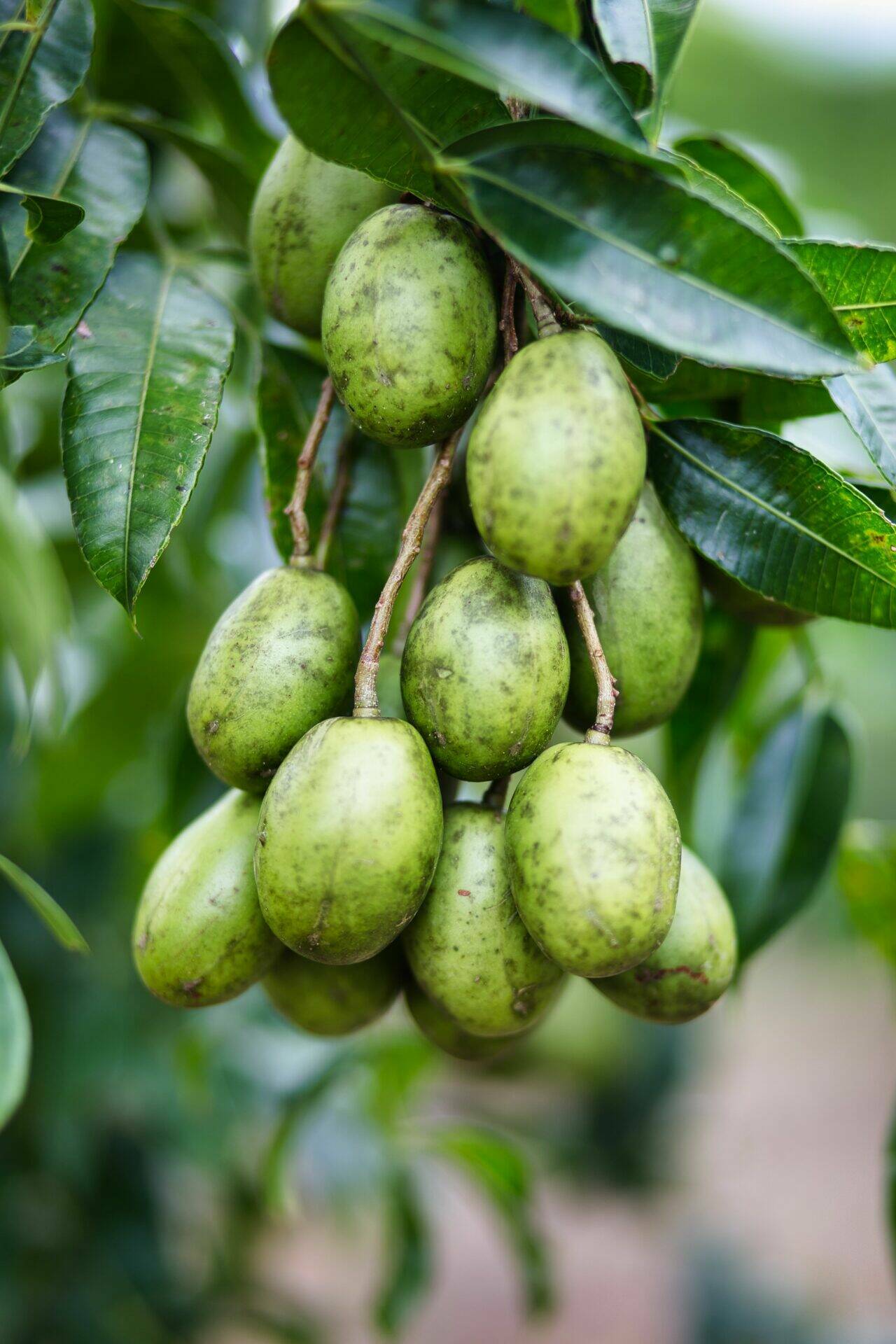 Prunes de cythère