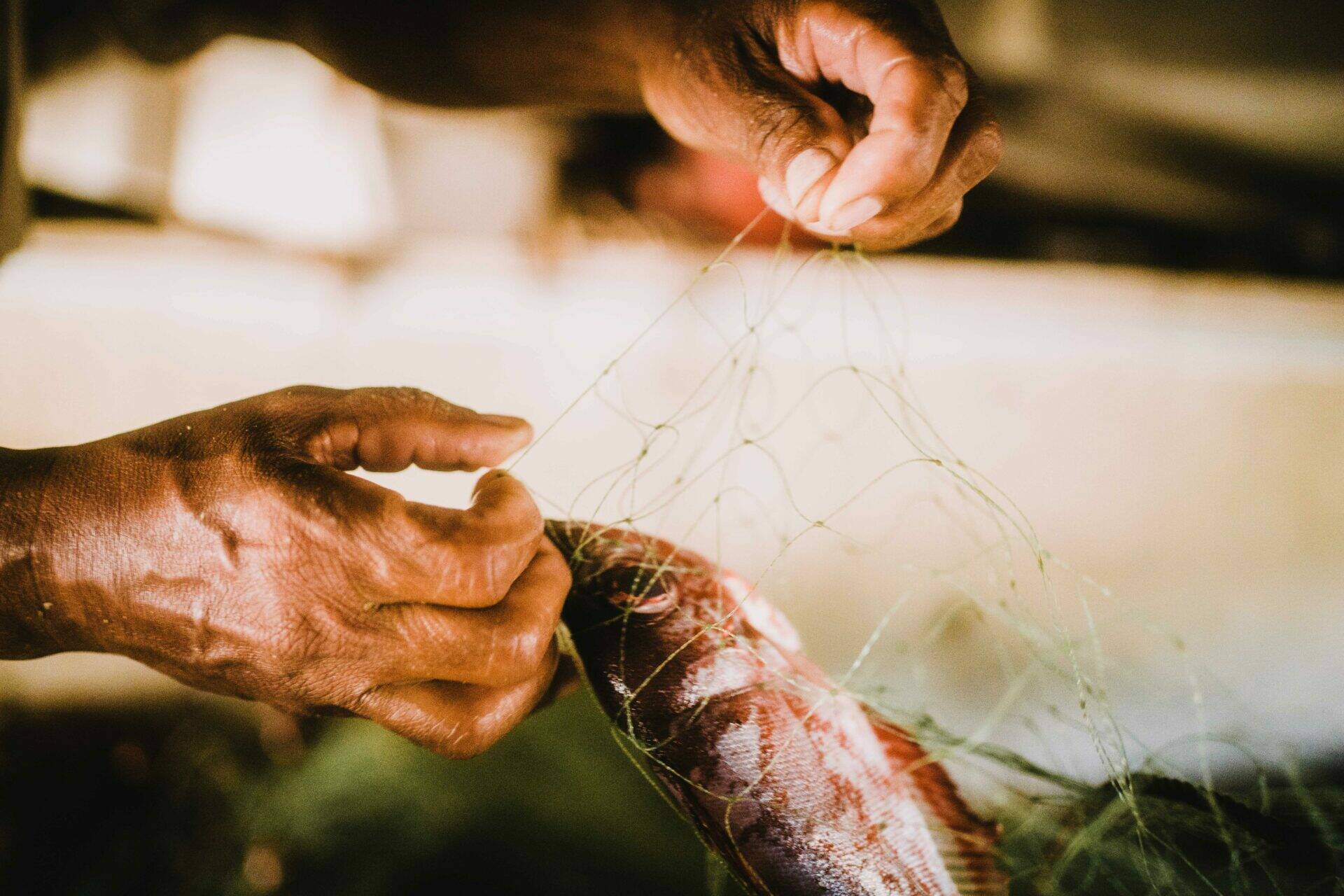 Claude démêle le filet afin de récupérer un poisson