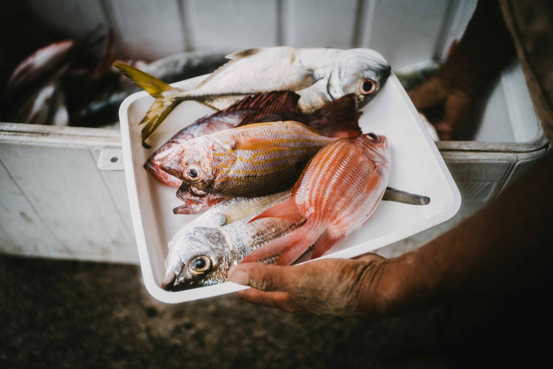 Assortiment de poissons frais