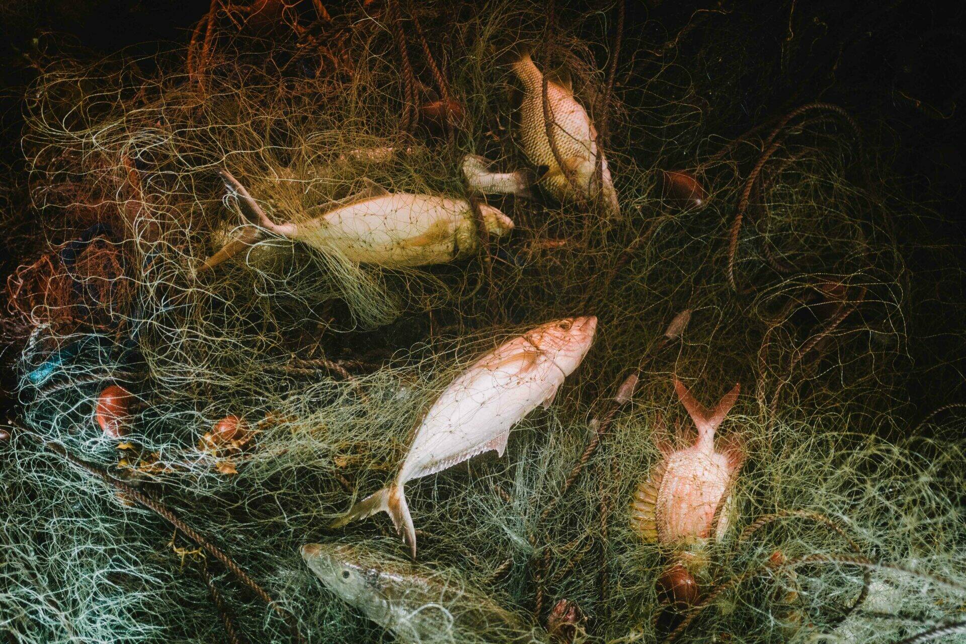 Poissons dans un filet