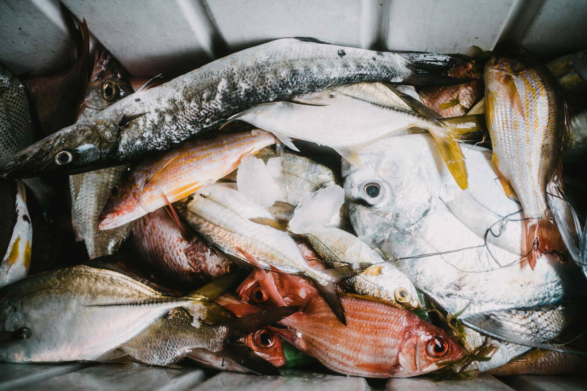 Assortiment de poissons frais